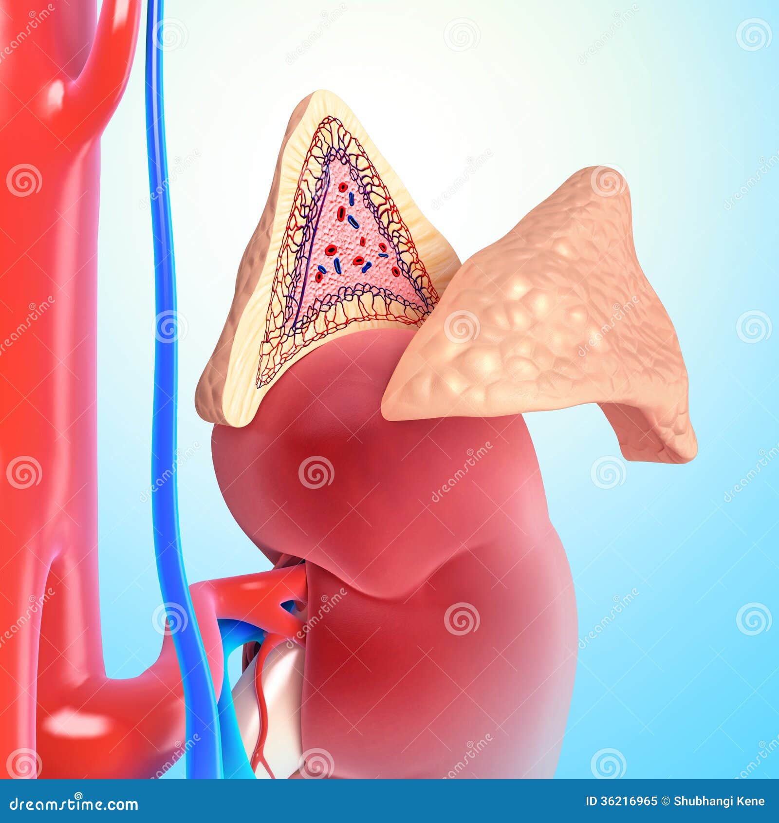 Internal Structure Of Adrenal Gland Royalty Free Stock Photo - Image