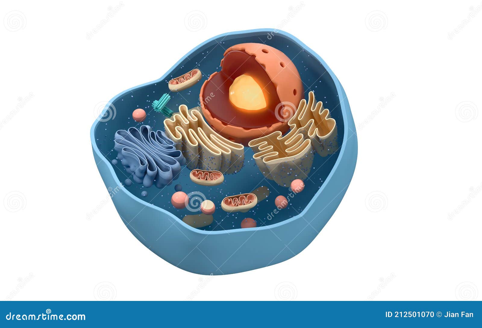 Internal Structure of an Animal Cell, 3d Rendering. Section View Stock  Illustration - Illustration of membrance, microbiology: 212501070