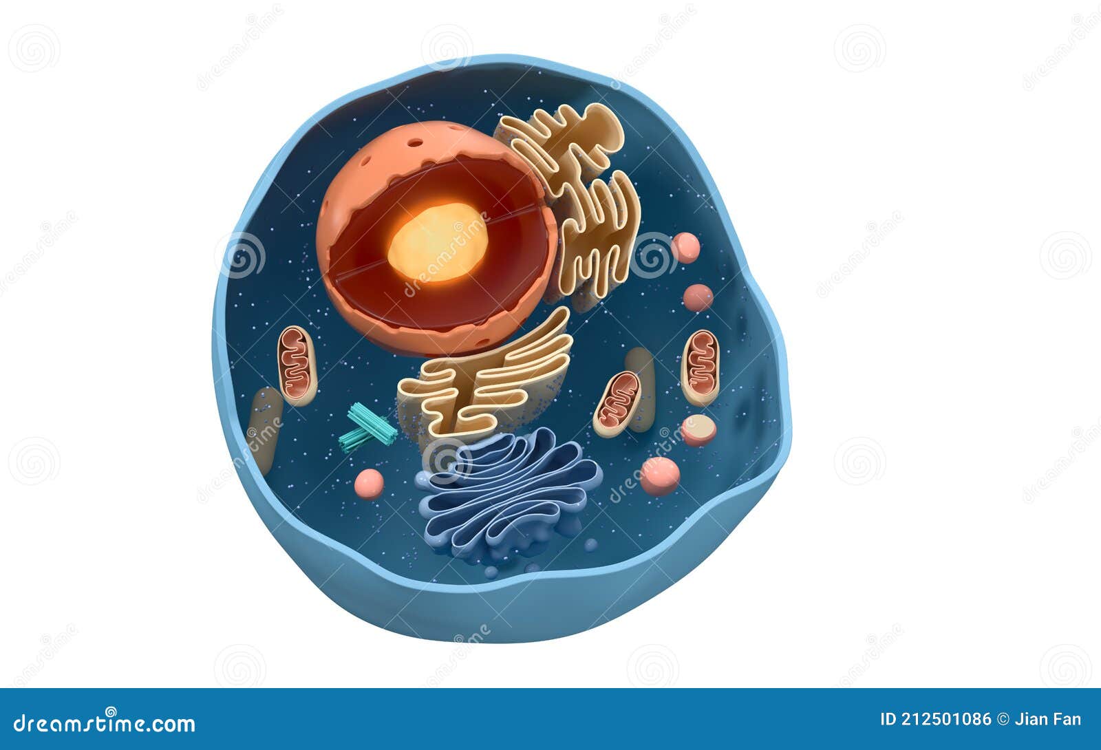 Internal Structure of an Animal Cell, 3d Rendering. Section View Stock  Illustration - Illustration of membrance, anatomical: 212501086