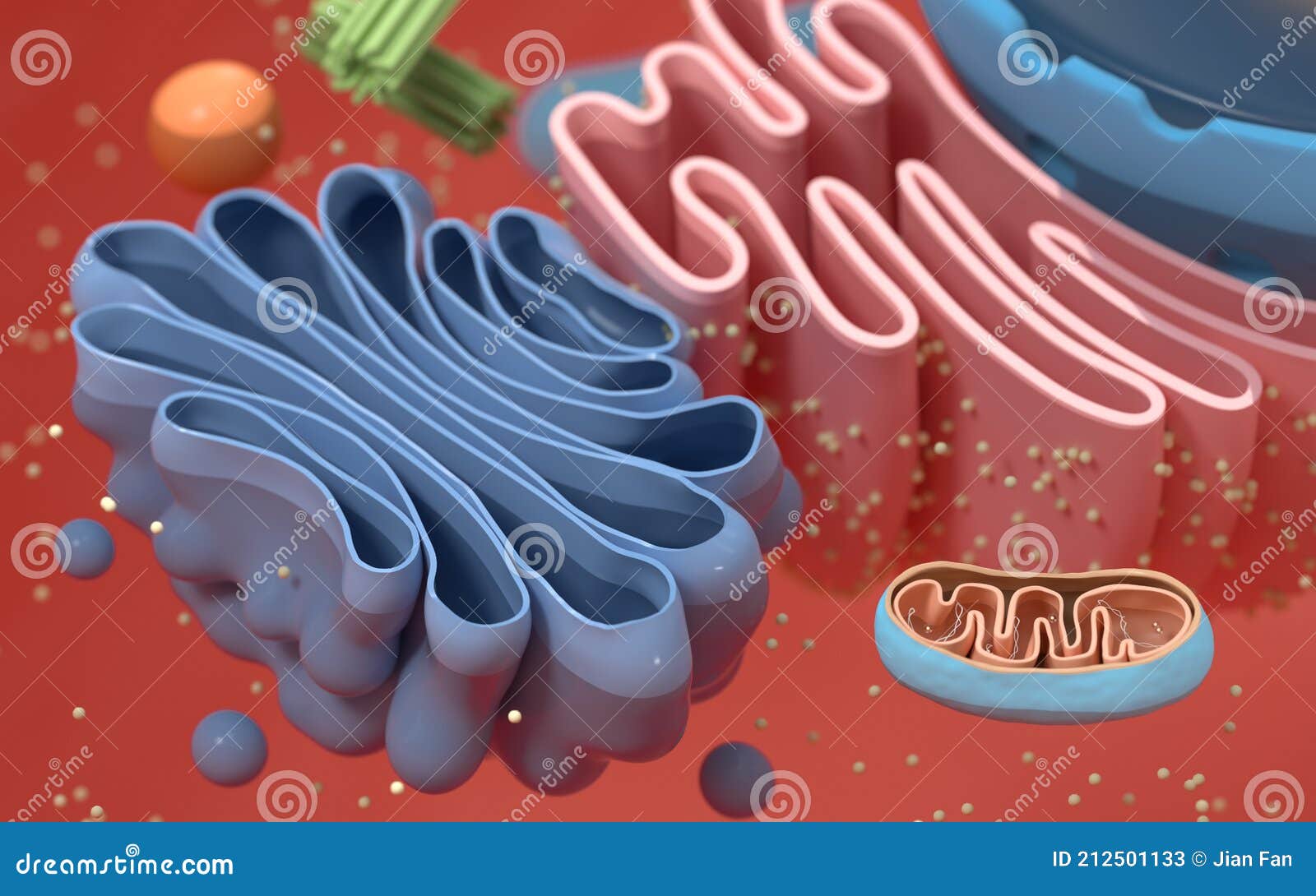 internal structure of an animal cell, 3d rendering. section view