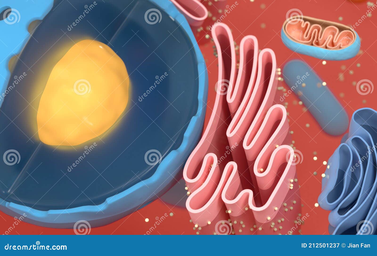 internal structure of an animal cell, 3d rendering. section view