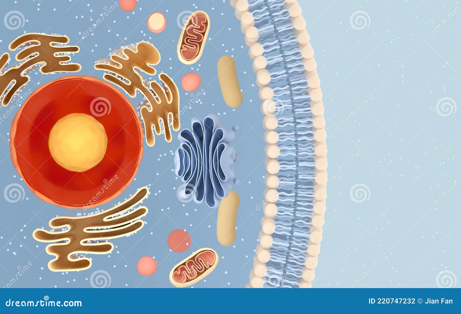 Internal Structure of an Animal Cell, 3d Rendering. Section View Stock  Illustration - Illustration of medical, blue: 220747232