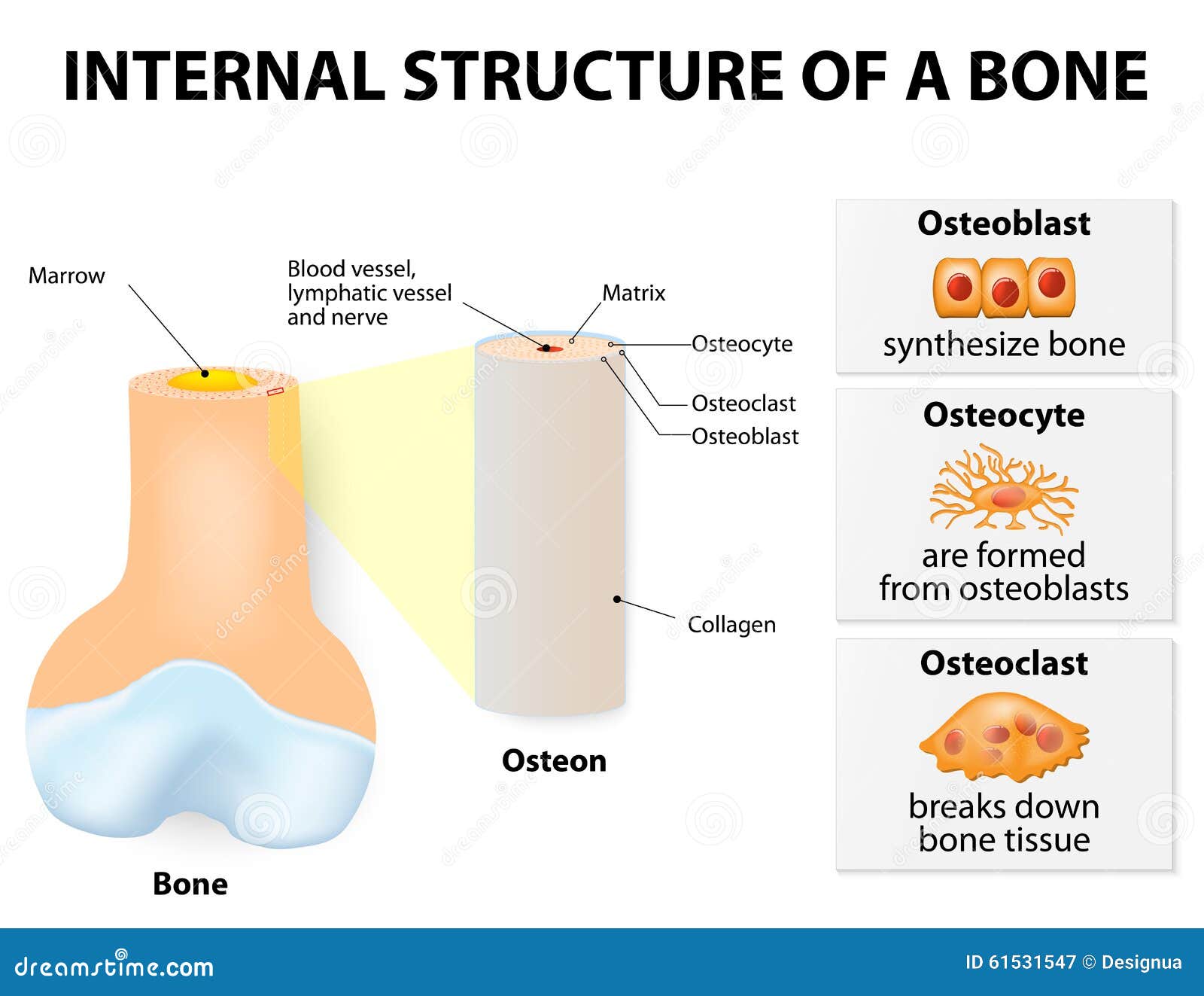 internal structure of a bone