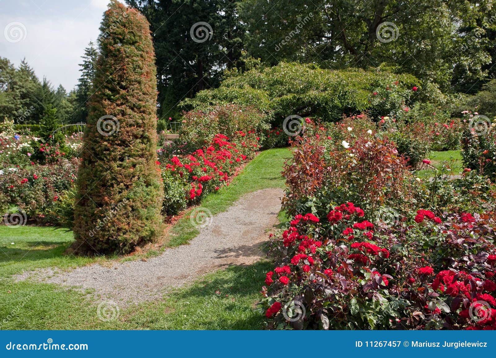 International Rose Test Garden Stock Image Image Of Life Park