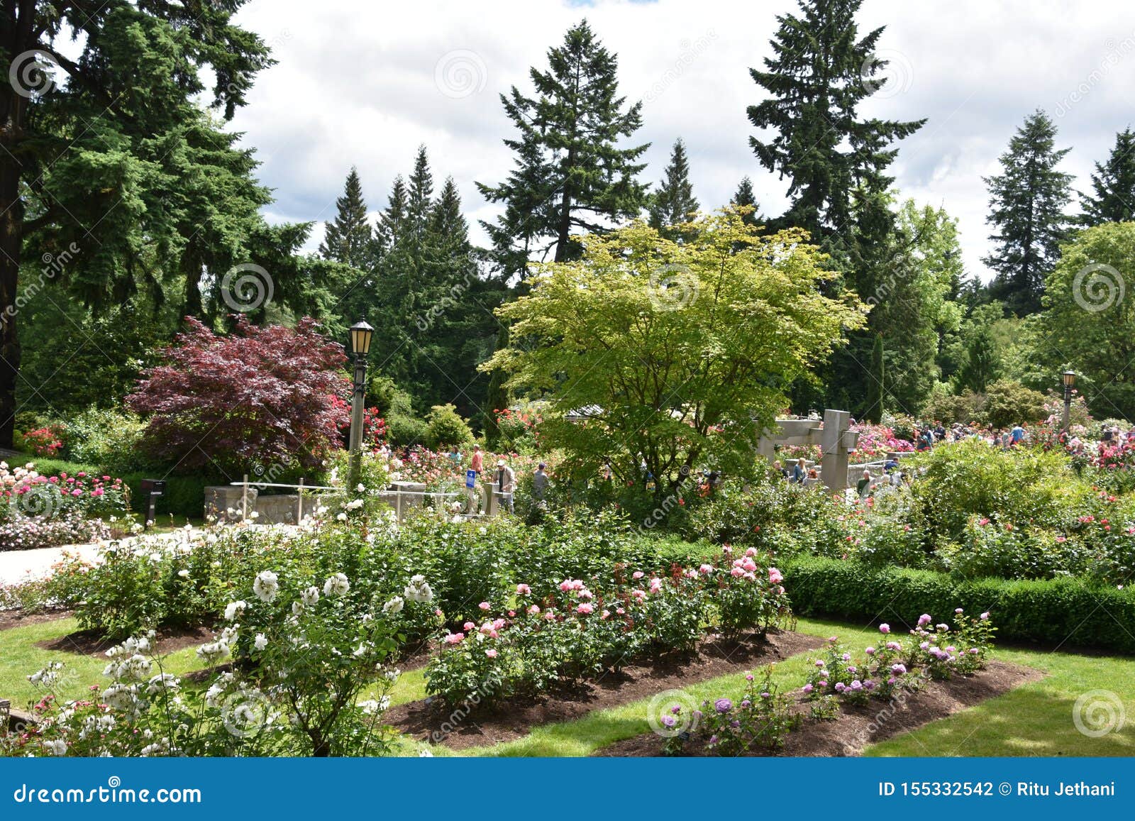 International Rose Test Garden In Portland Oregon Stock Photo