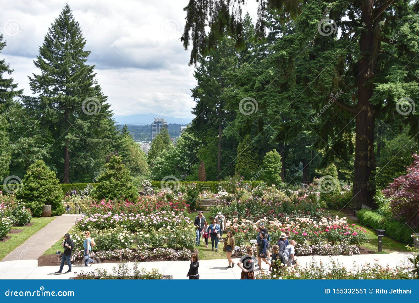 International Rose Test Garden In Portland Oregon Editorial Photo