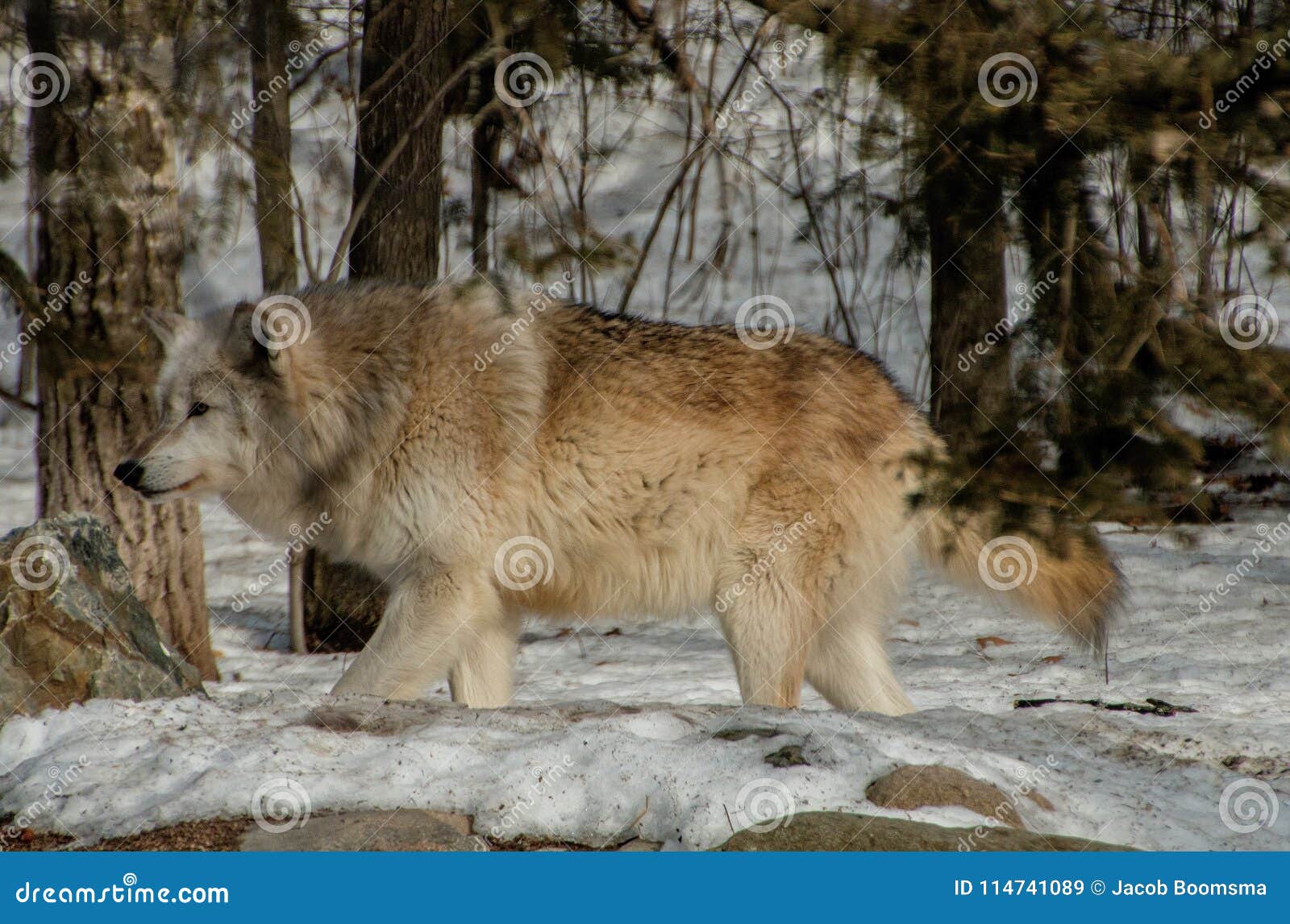 the international wolf center in ely, minnesota houses several g