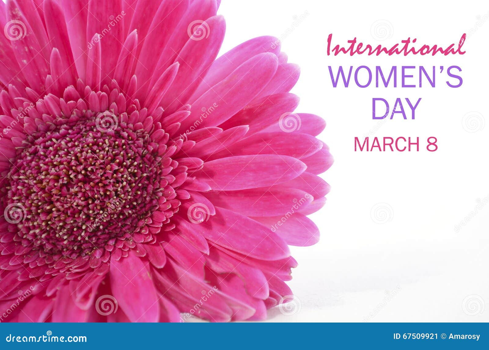international womens day pink gerbera