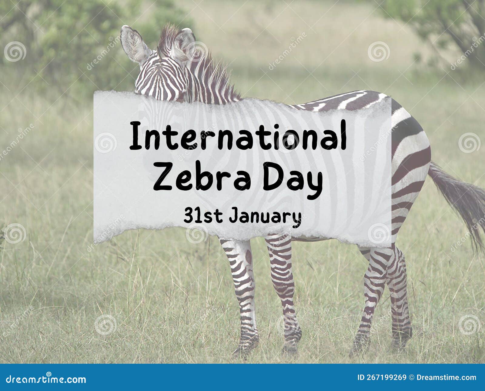 International Zebra Day, 31st January Stock Image Image of