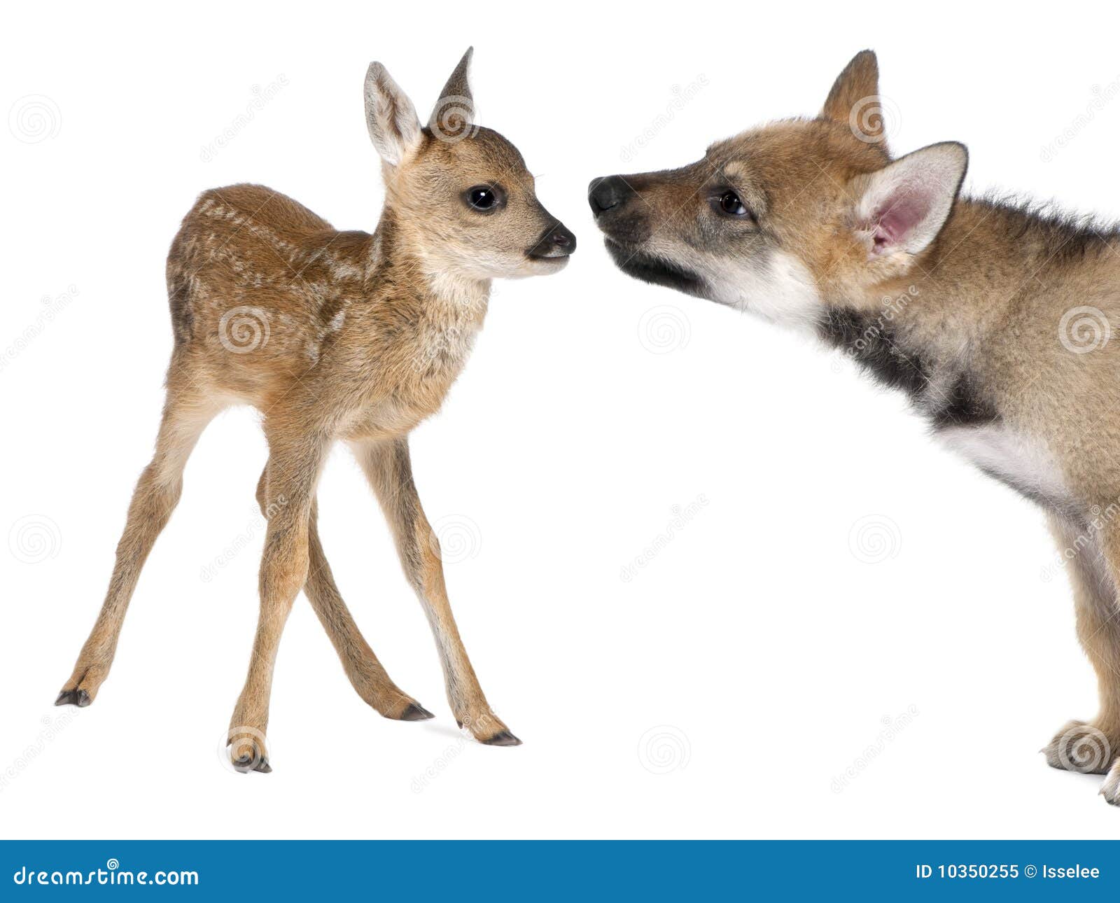 interplay between roe deer fawn and eurasian wolf