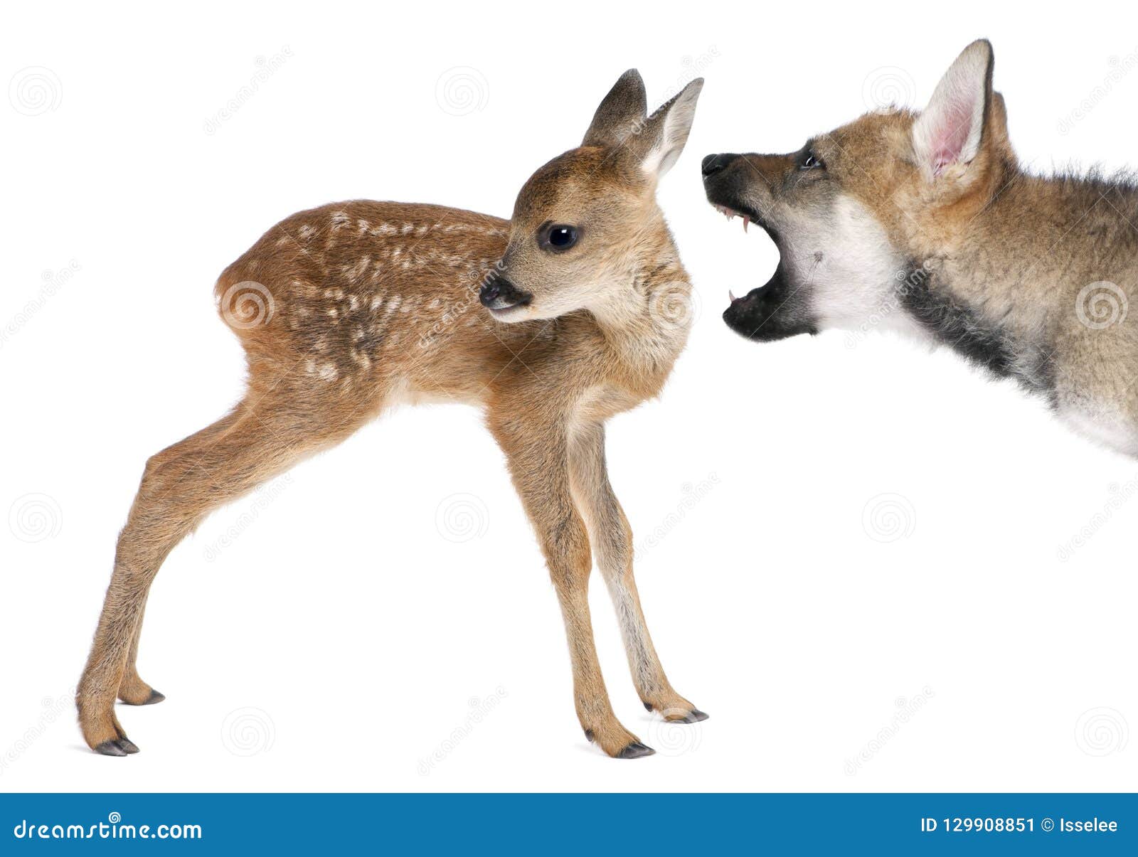 interplay between roe deer fawn and eurasian wolf