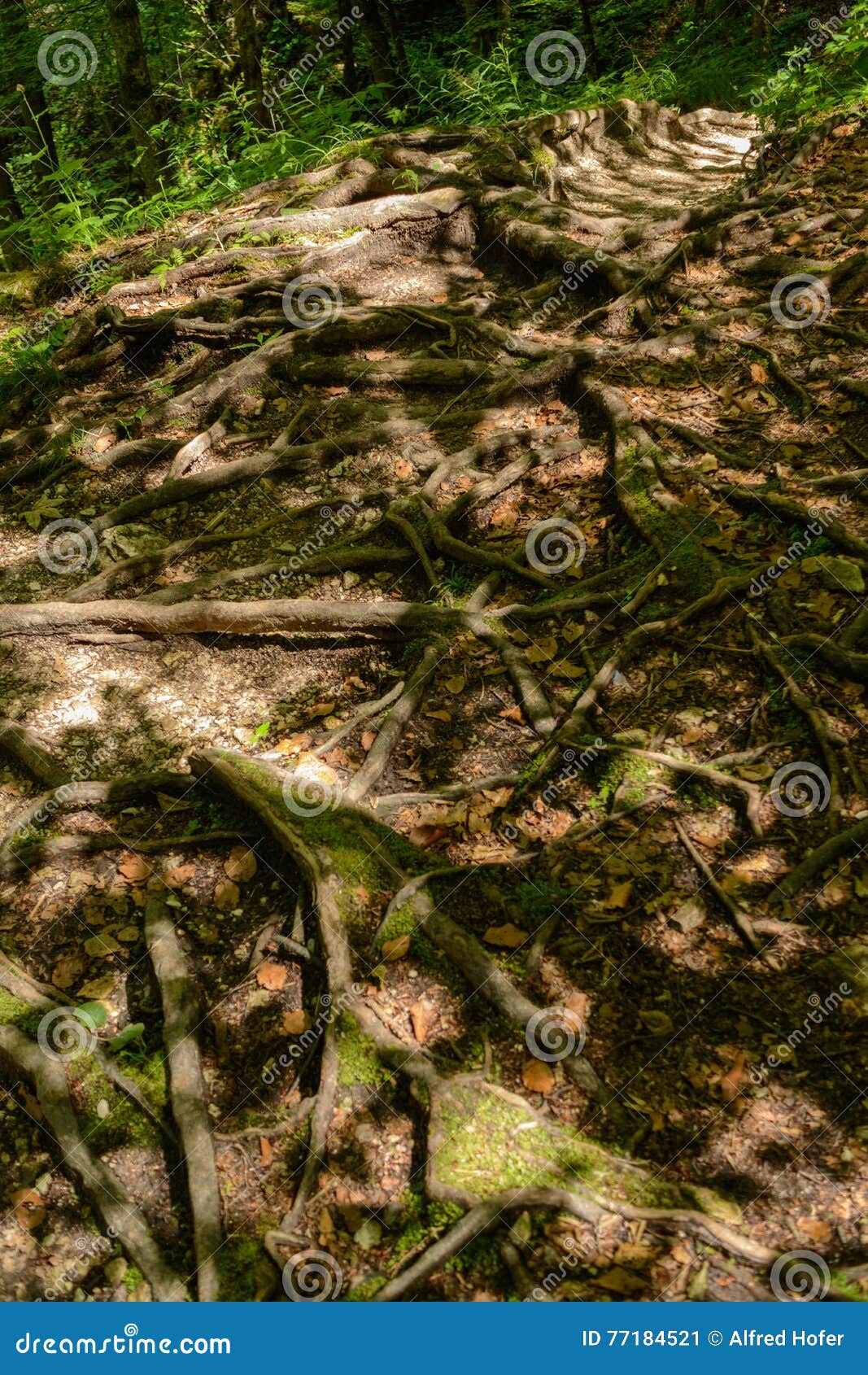 Intertwined Tree Roots into Each Other Stock Image Image of rooting