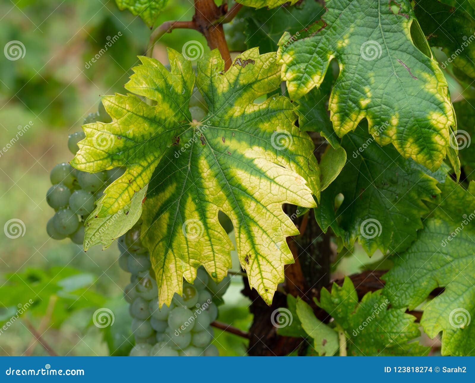 interveinal chlorosis caused by iron or nitrogen deficiency on a grape vine with grapes. agriculture, viticulture