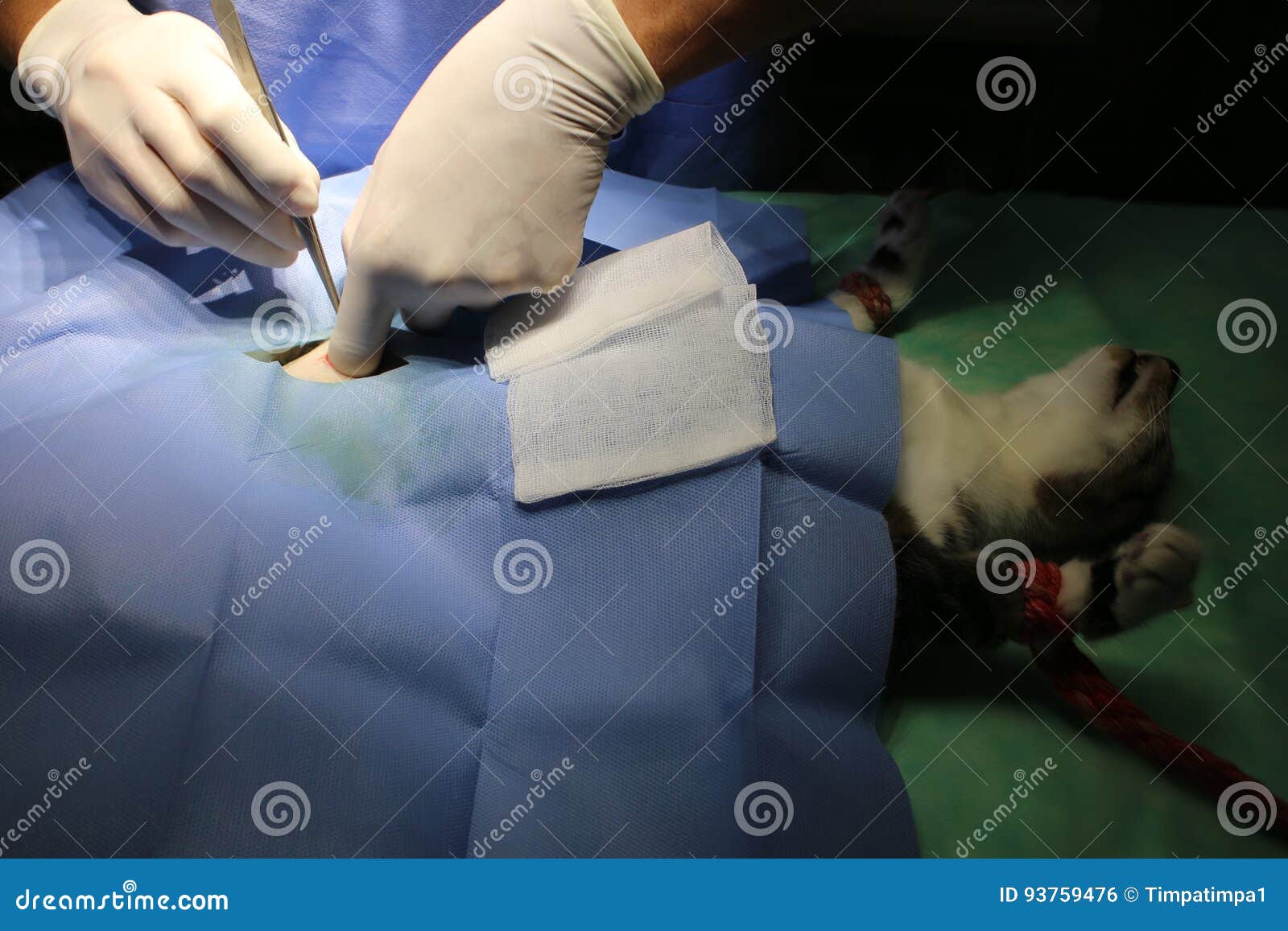 Intervention Chirurgicale Castration Photo stock Image du médical