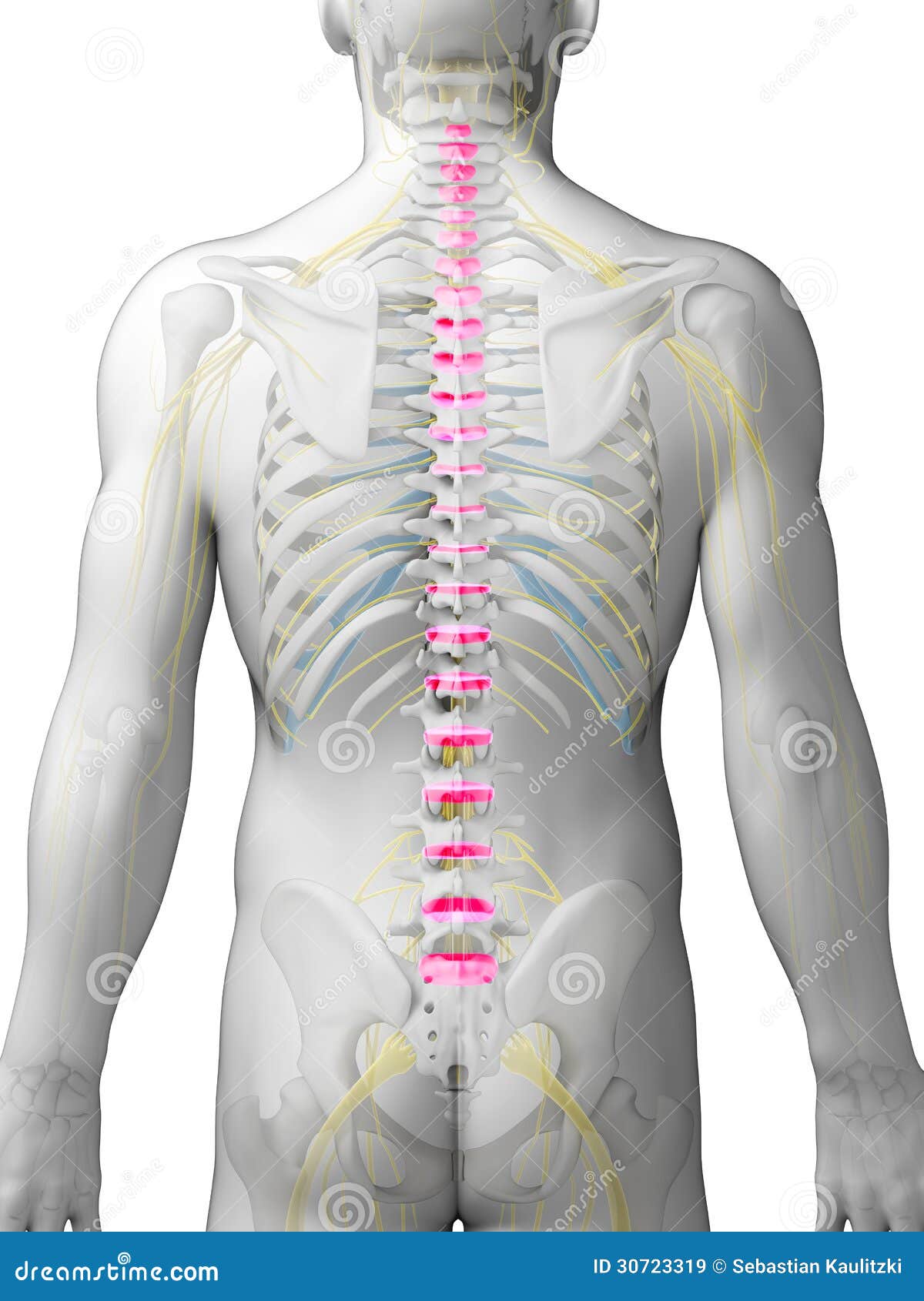 intervertebral disks