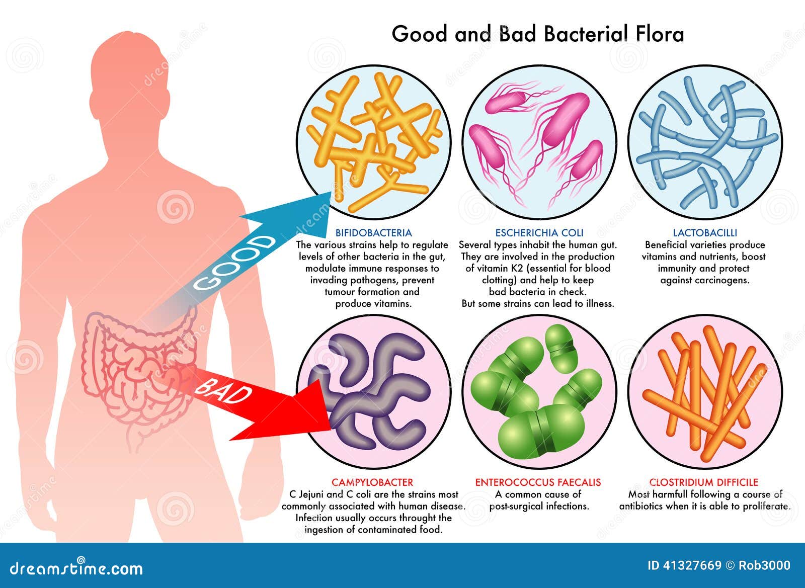 intestinal bacterial flora