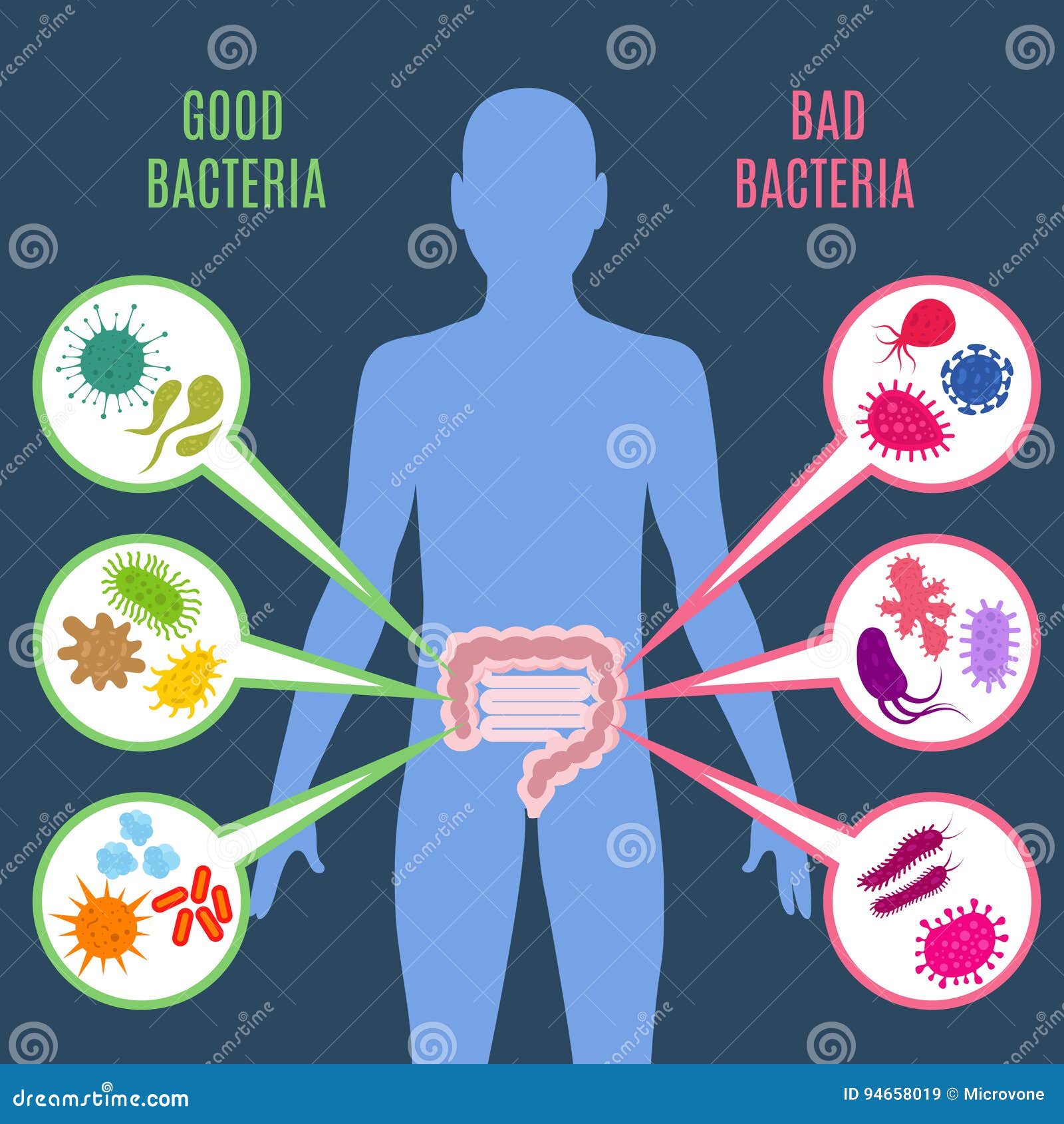 intestinal flora gut health  concept with bacteria and probiotics icons