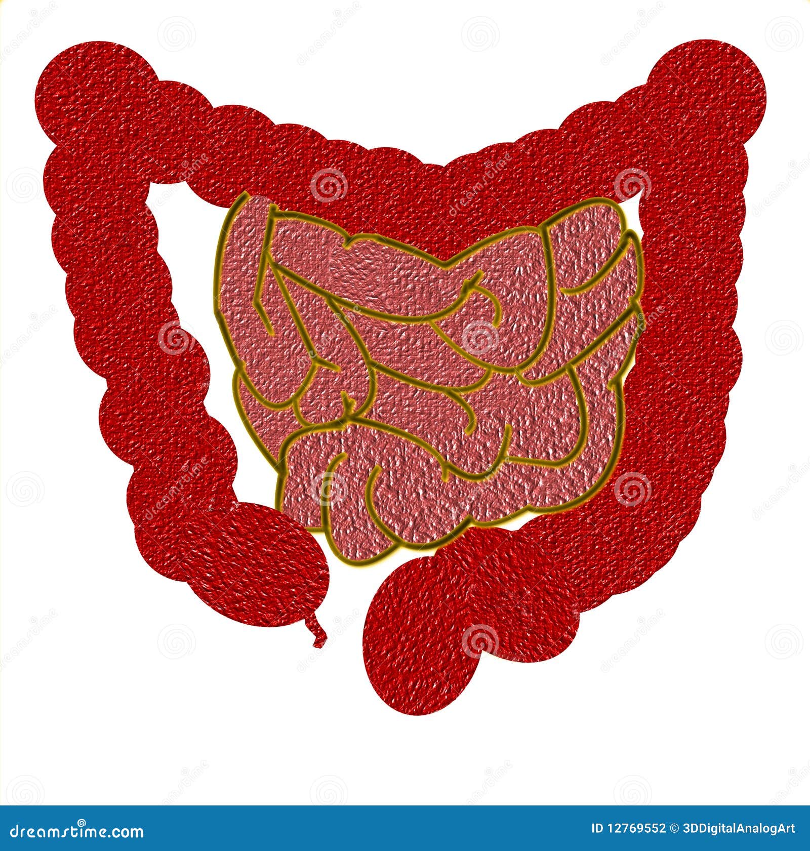 Intestinal Tract Stock Photography Image 12769552