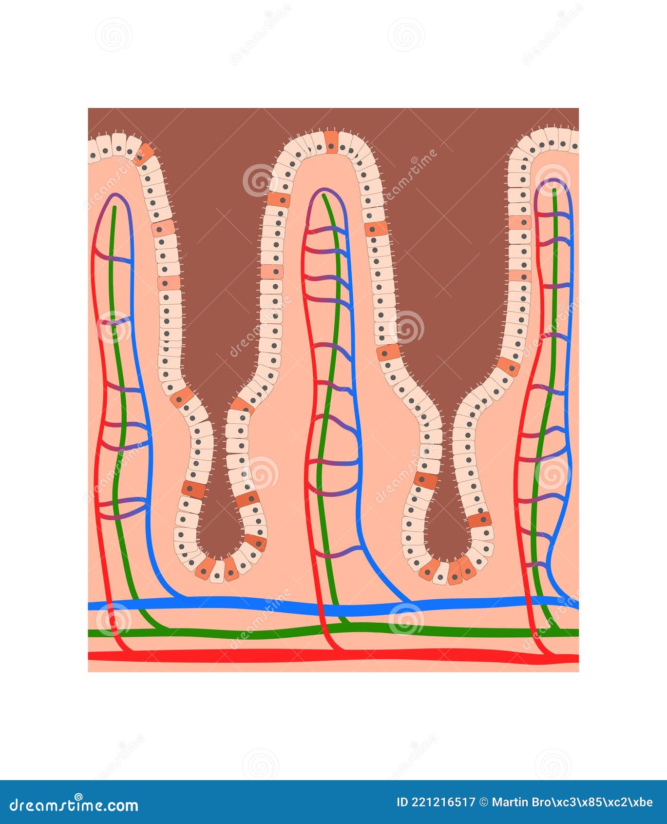 intestinal villi anatomy, epithelial cells with microvilli and capillary network detailed 