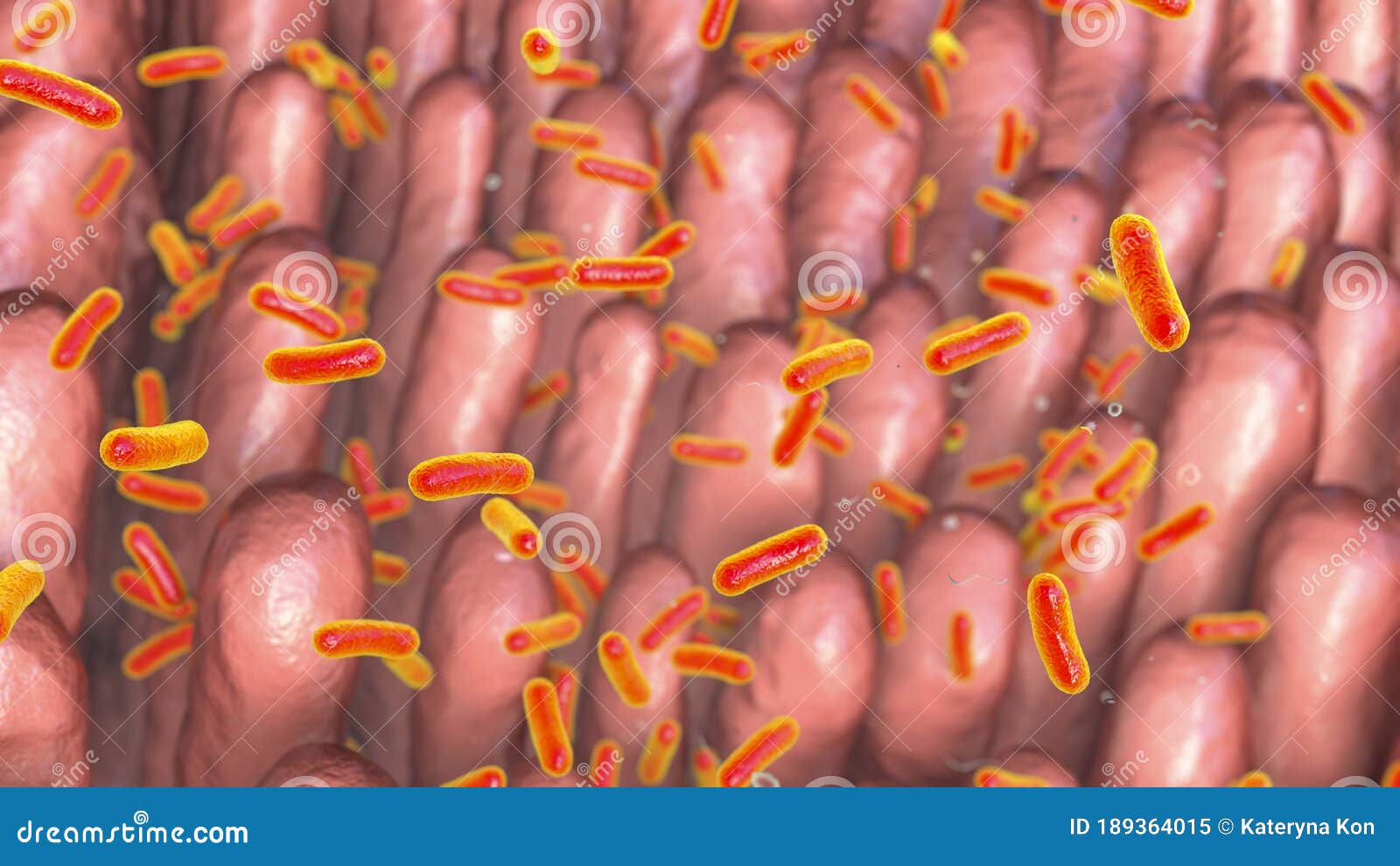 intestinal villi with enteric bacteria