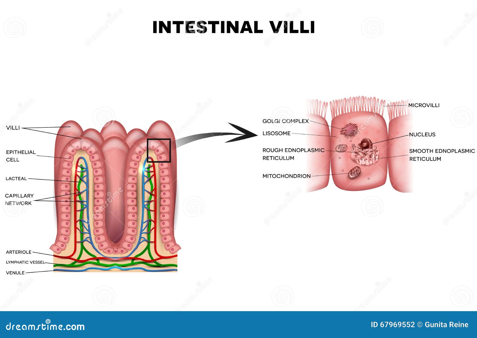 intestinal villi and microvilli