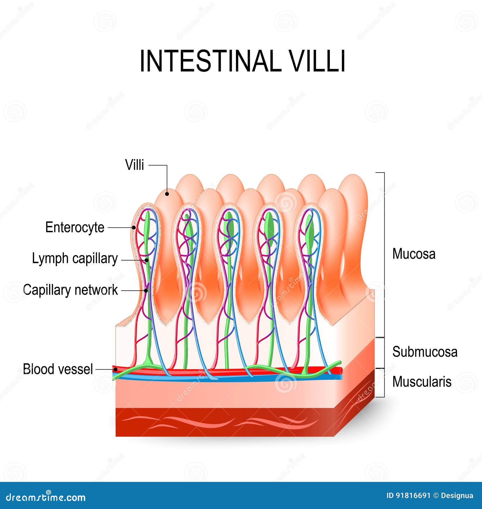 Function Of Villi In Small Intestine