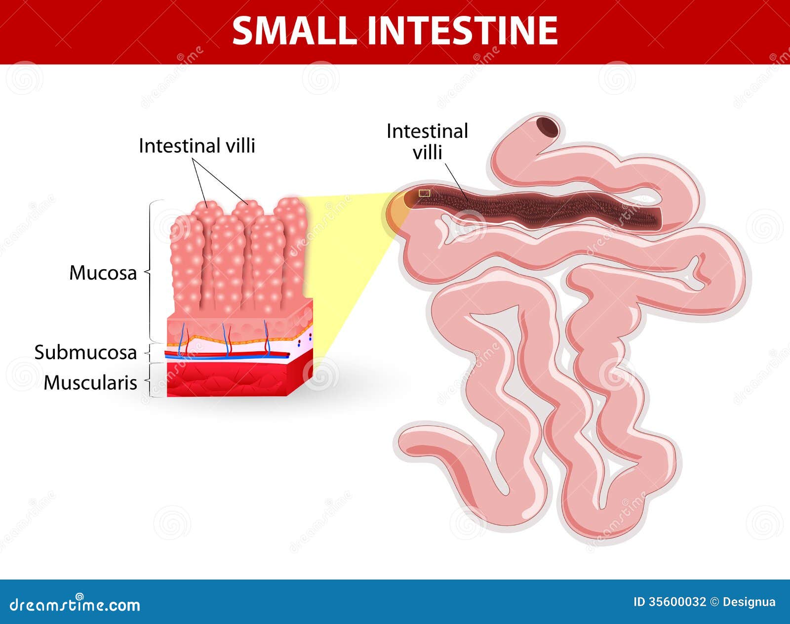 intestinal villi.  diagram
