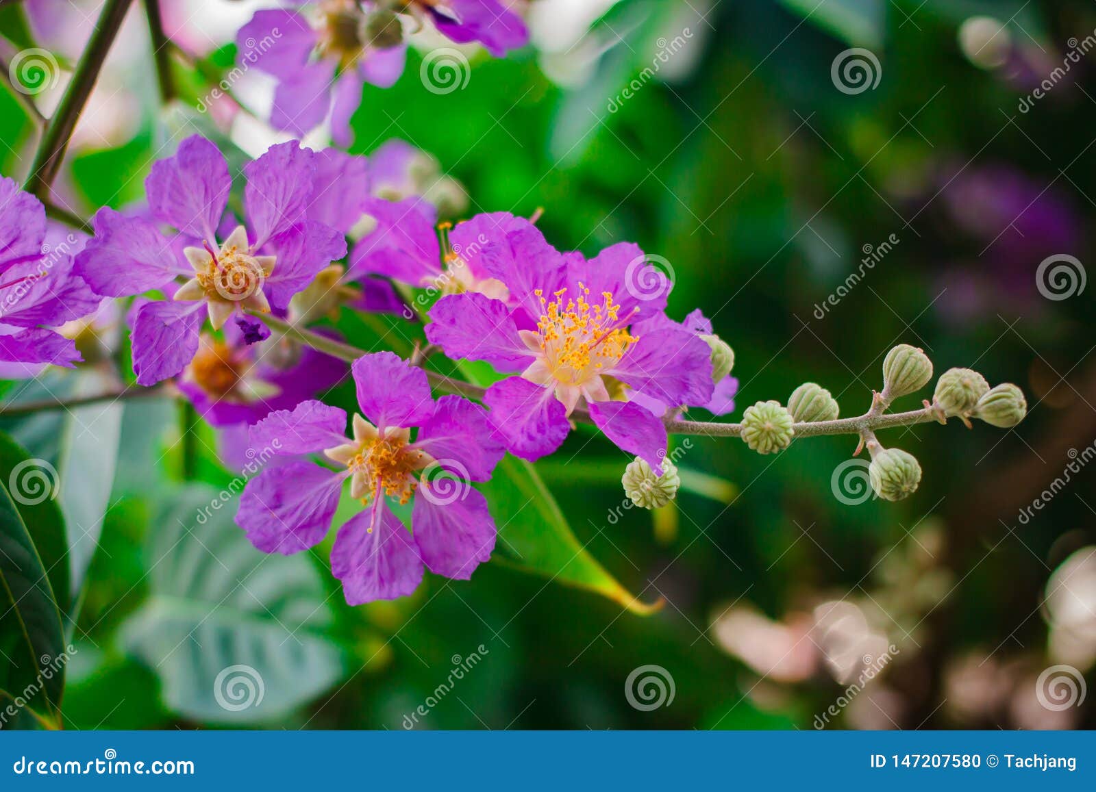 Inthanin, Queen`s Flower, Large Tree with Beautiful Purple Flowers ...