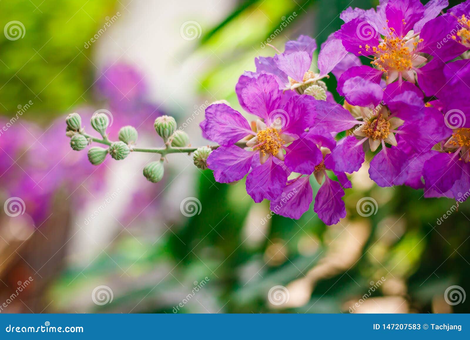 Inthanin, Queen`s Flower, Large Tree with Beautiful Purple Flowers ...