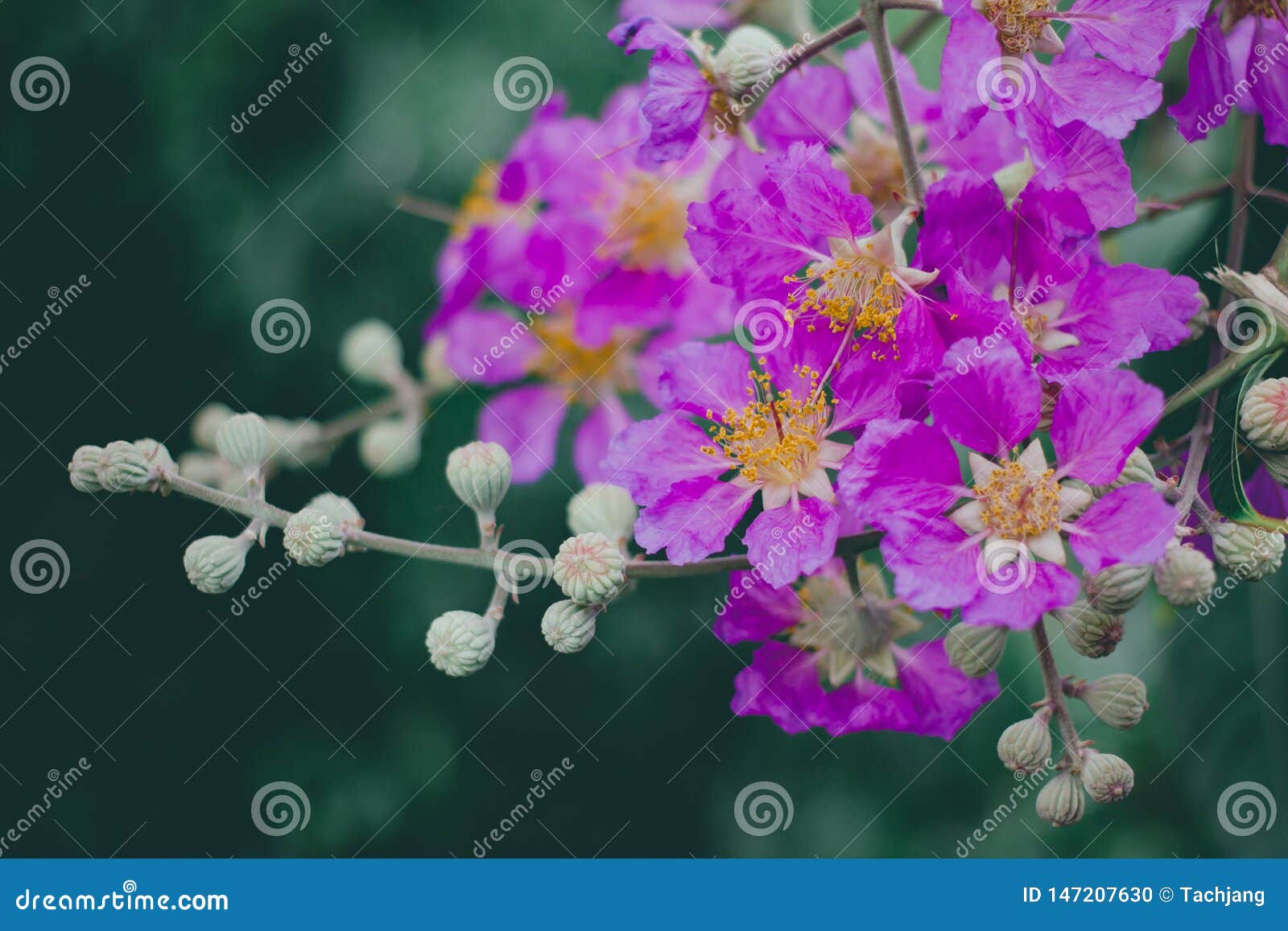 Inthanin, Queen`s Flower, Large Tree with Beautiful Purple Flowers ...