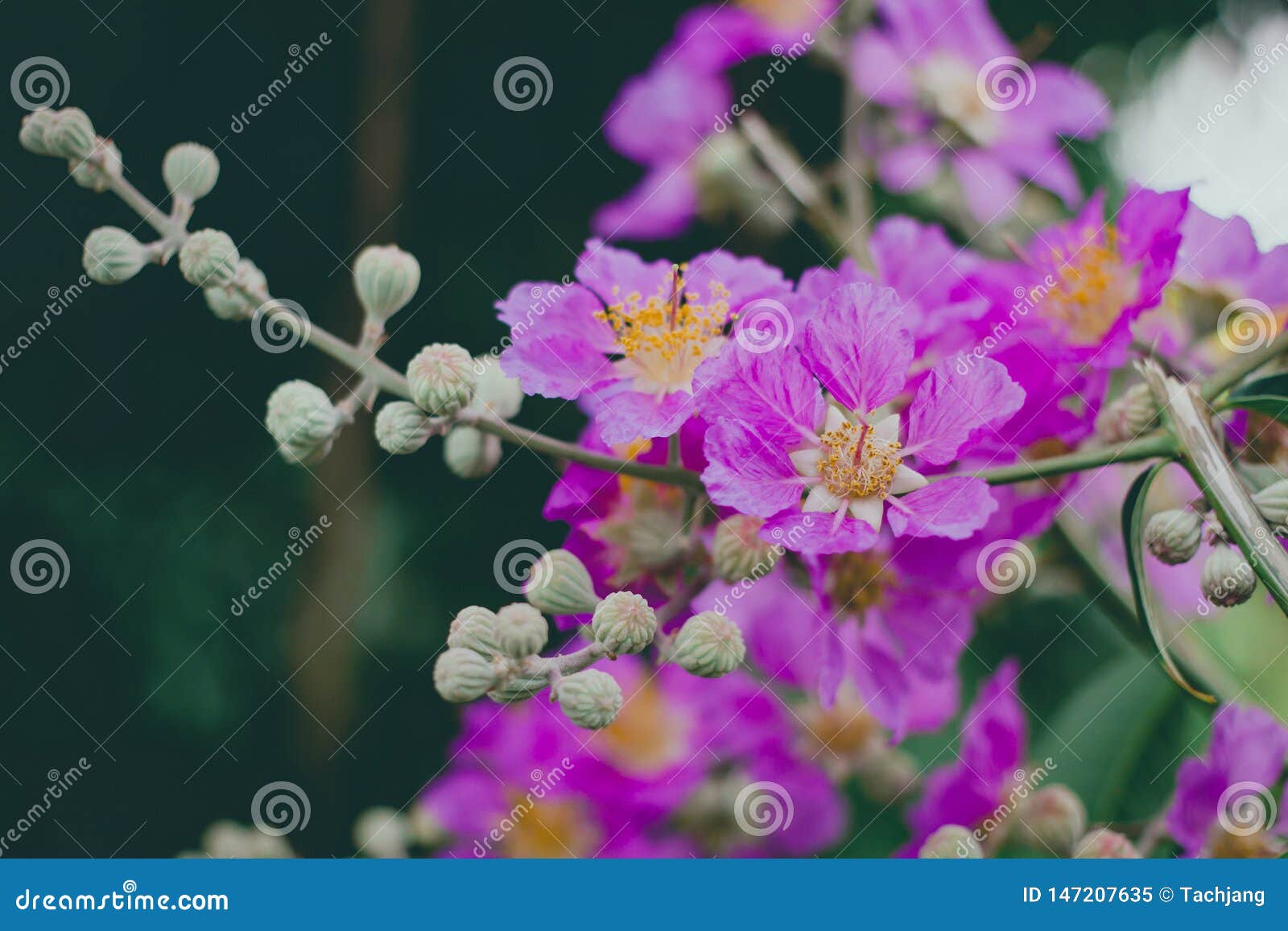 Inthanin, Queen`s Flower, Large Tree with Beautiful Purple Flowers ...