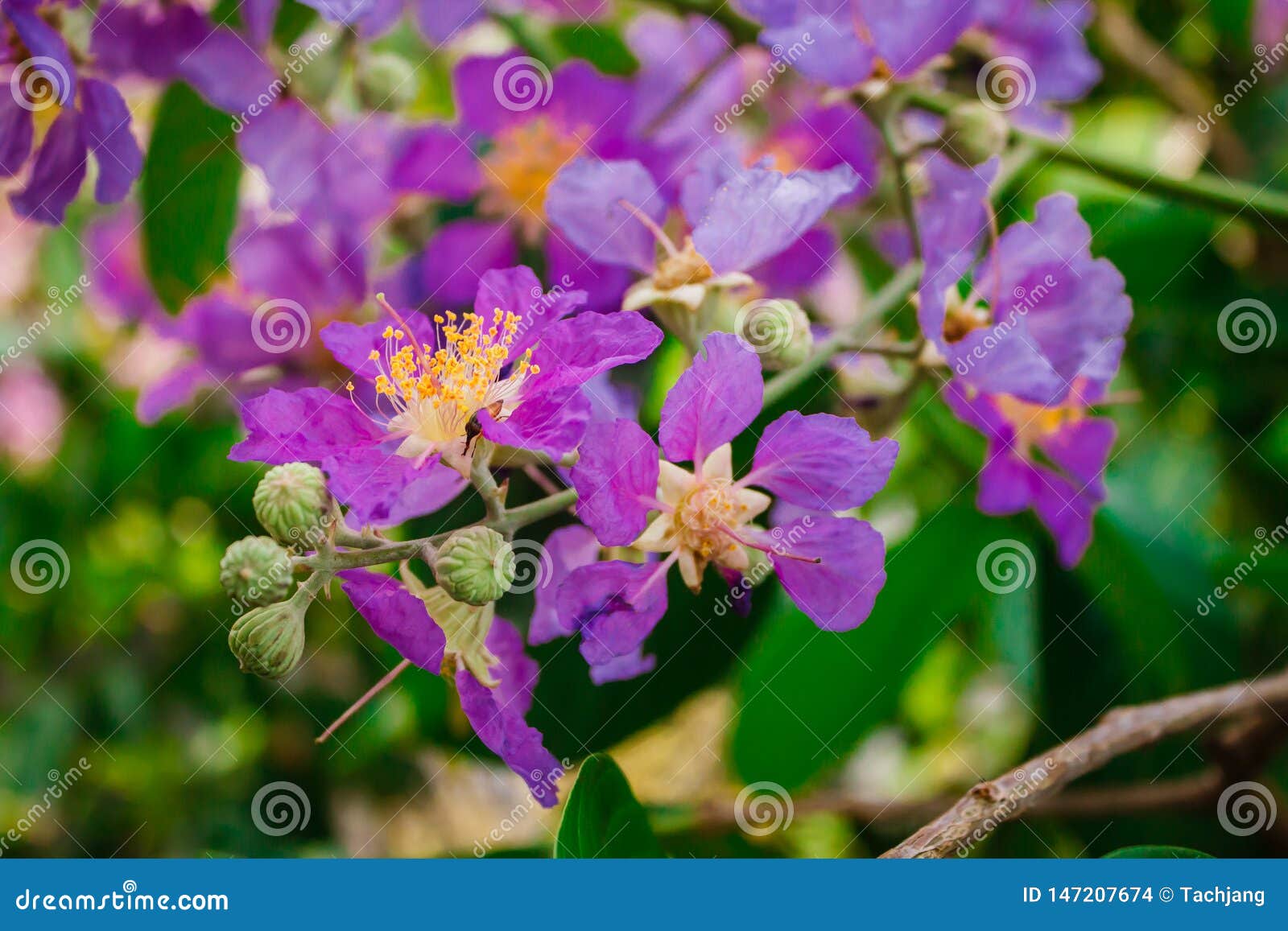 Inthanin, Queen`s Flower, Large Tree with Beautiful Purple Flowers ...