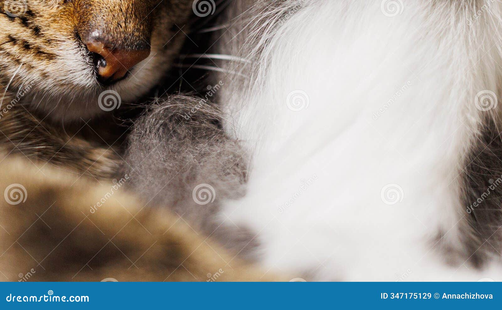 an intimate close-up of a cats nose and fur, highlighting intricate textures and soft whiskers
