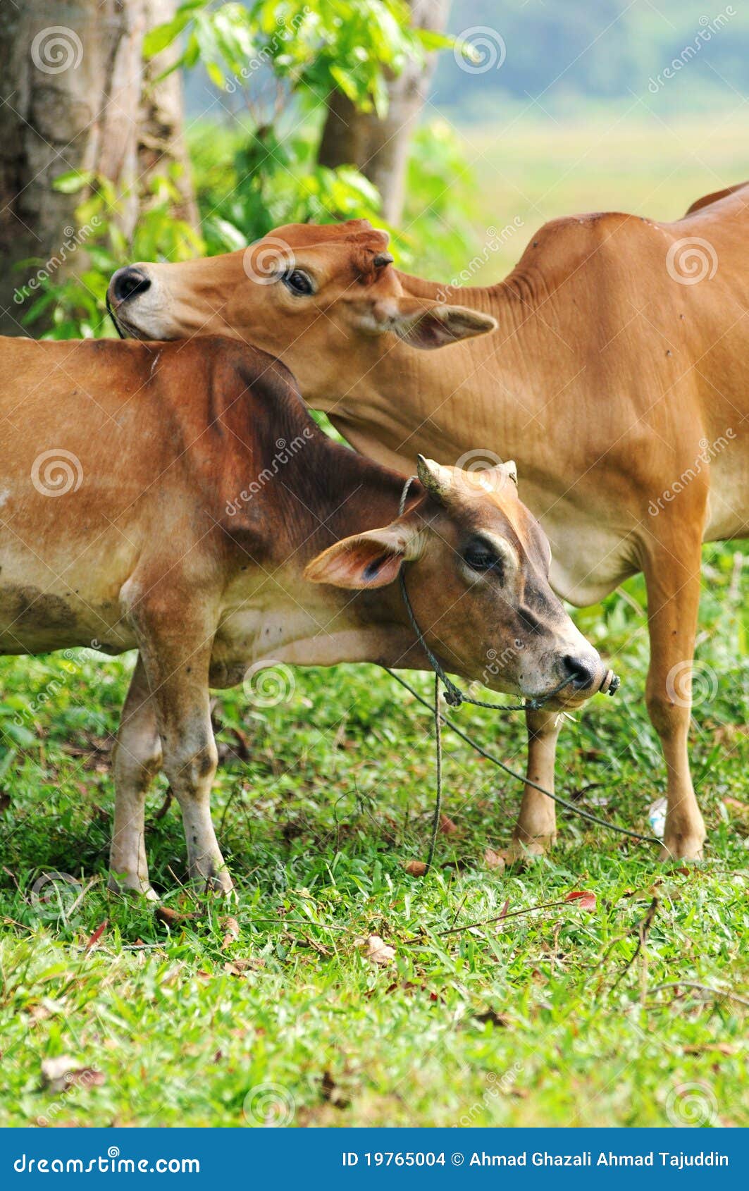 intimate cow with love
