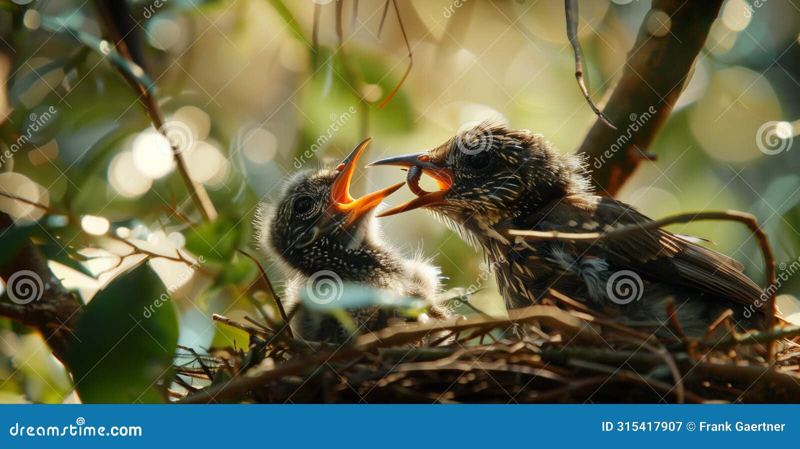 intimate moment of a mother bird nourishing her newborns in the warmth of sunrise