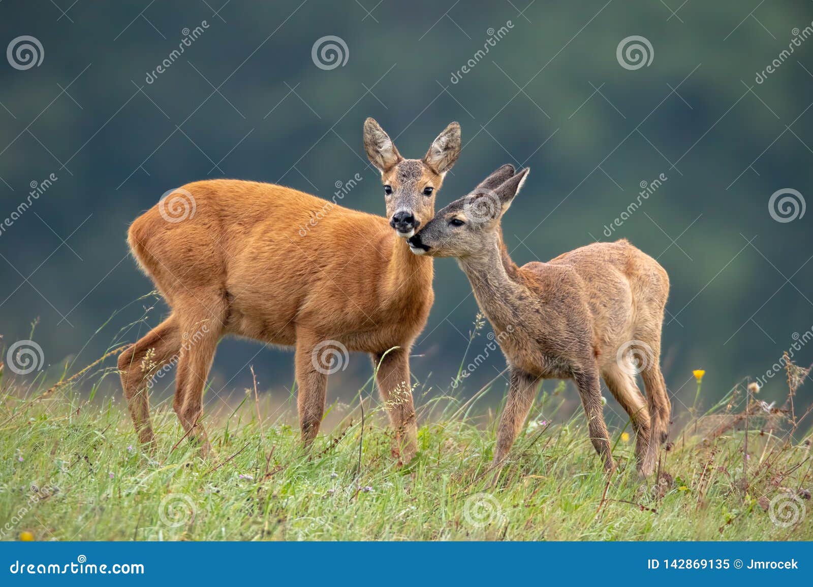 intimate moment between mother roe deer doe and fawn