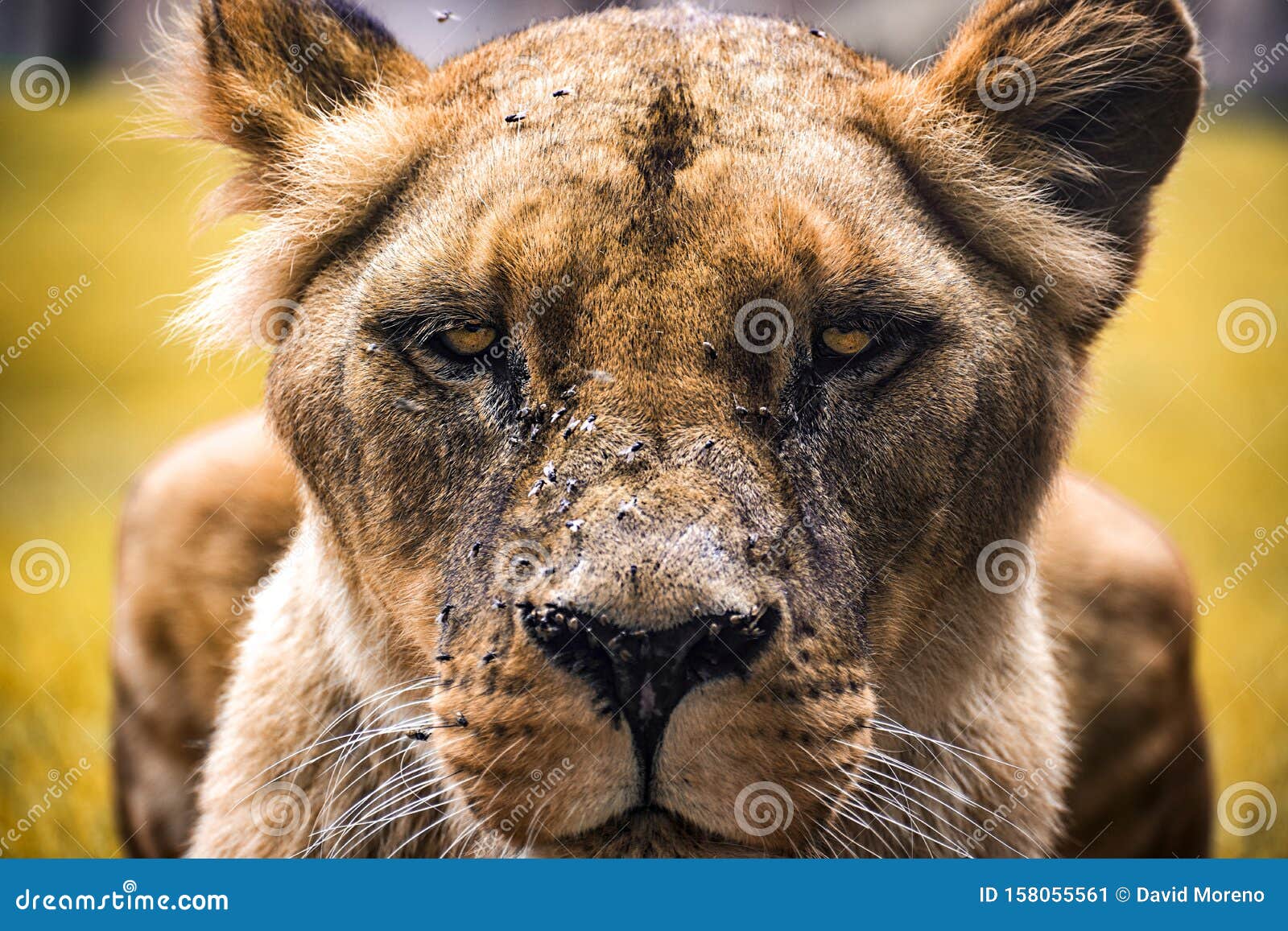 Intimidating Lioness Staring at You Stock Image - Image of look, hunting: 158055561 Intimidating Lioness Staring at You Stock Image - Image of look, hunting: 158055561