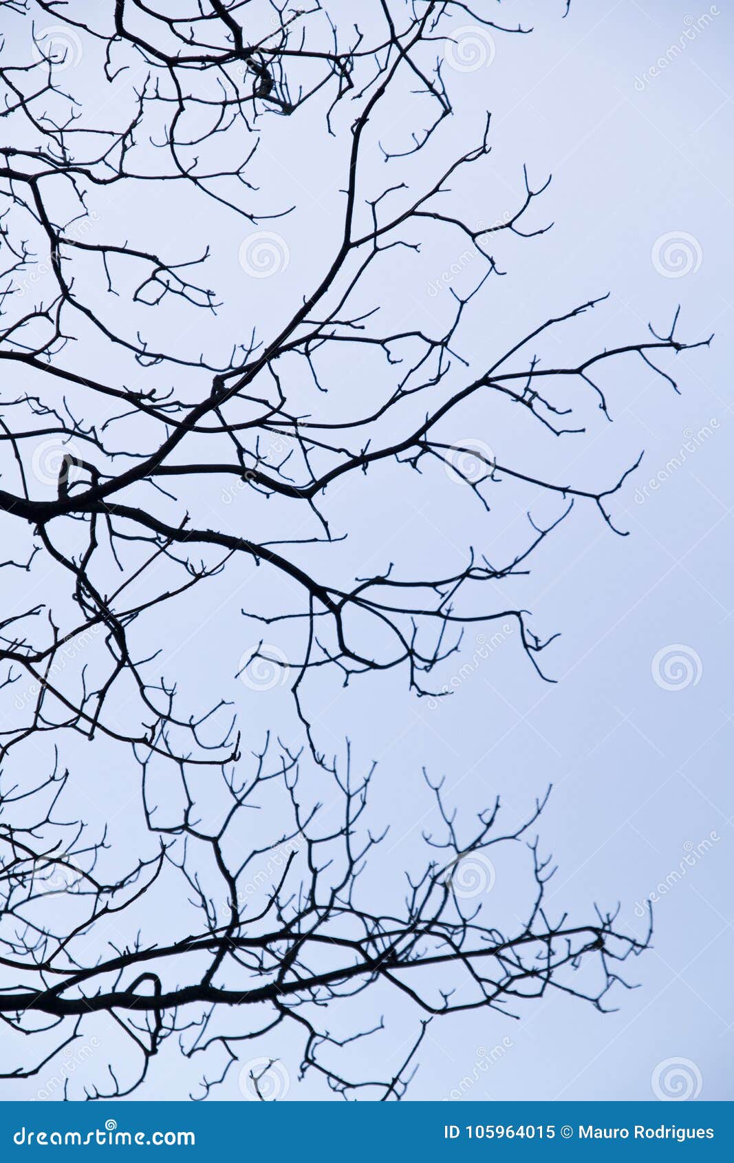 intricacy on tree branches