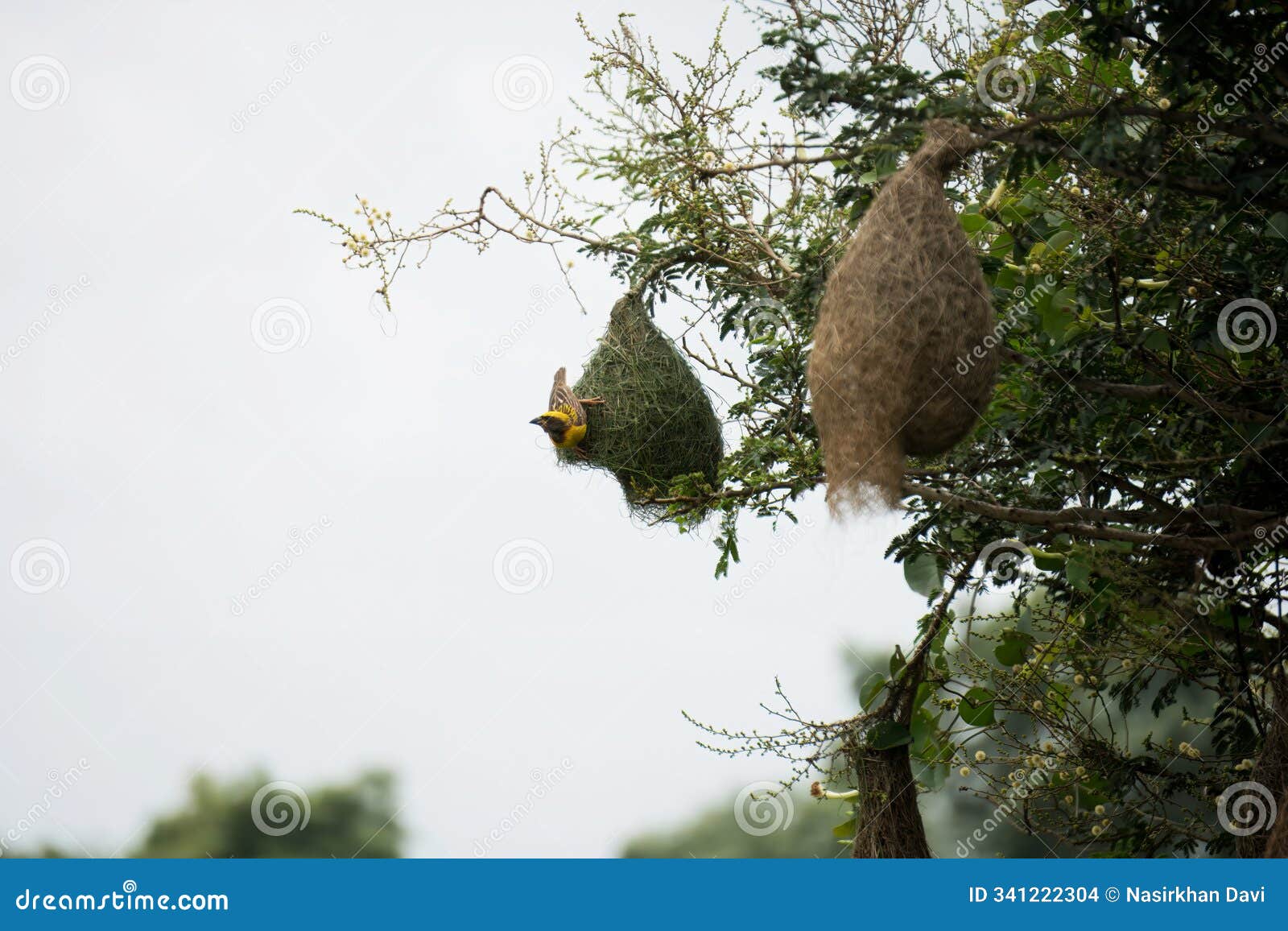 an intricate close-up of a baya weaver nest hanging from a tree branch, surrounded by hovering wasps