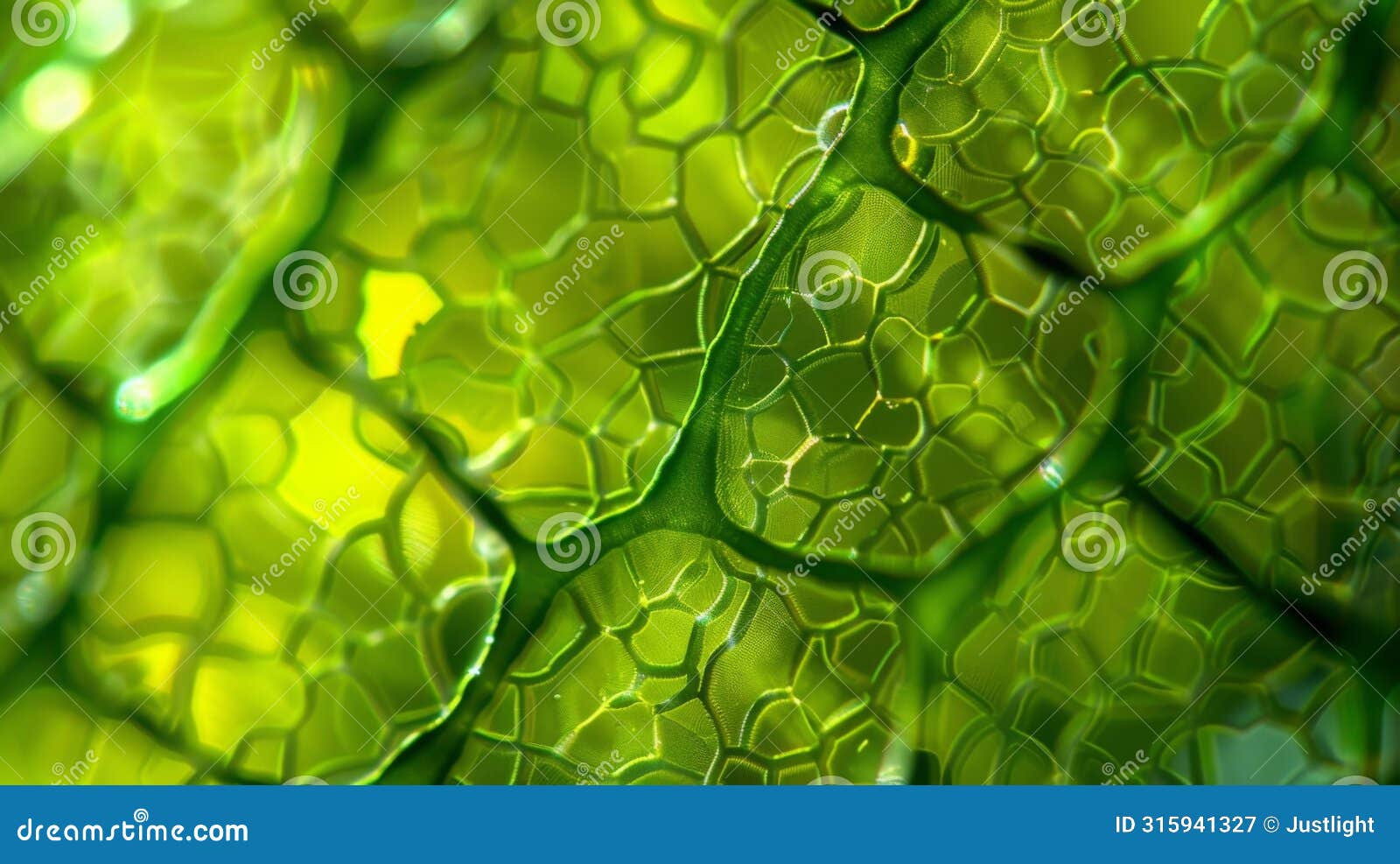 an intricate network of green chloroplasts can be seen inside the plant cell harnessing the power of sunlight to provide