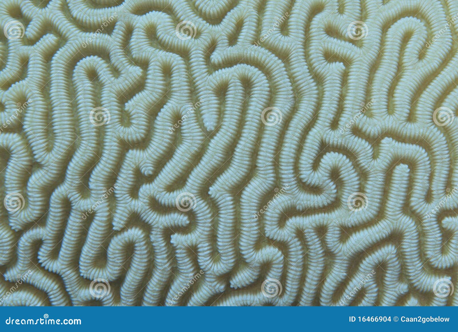 Intricate Pattern of a Braincoral. Stock Photo Image of close, underwater 16466904