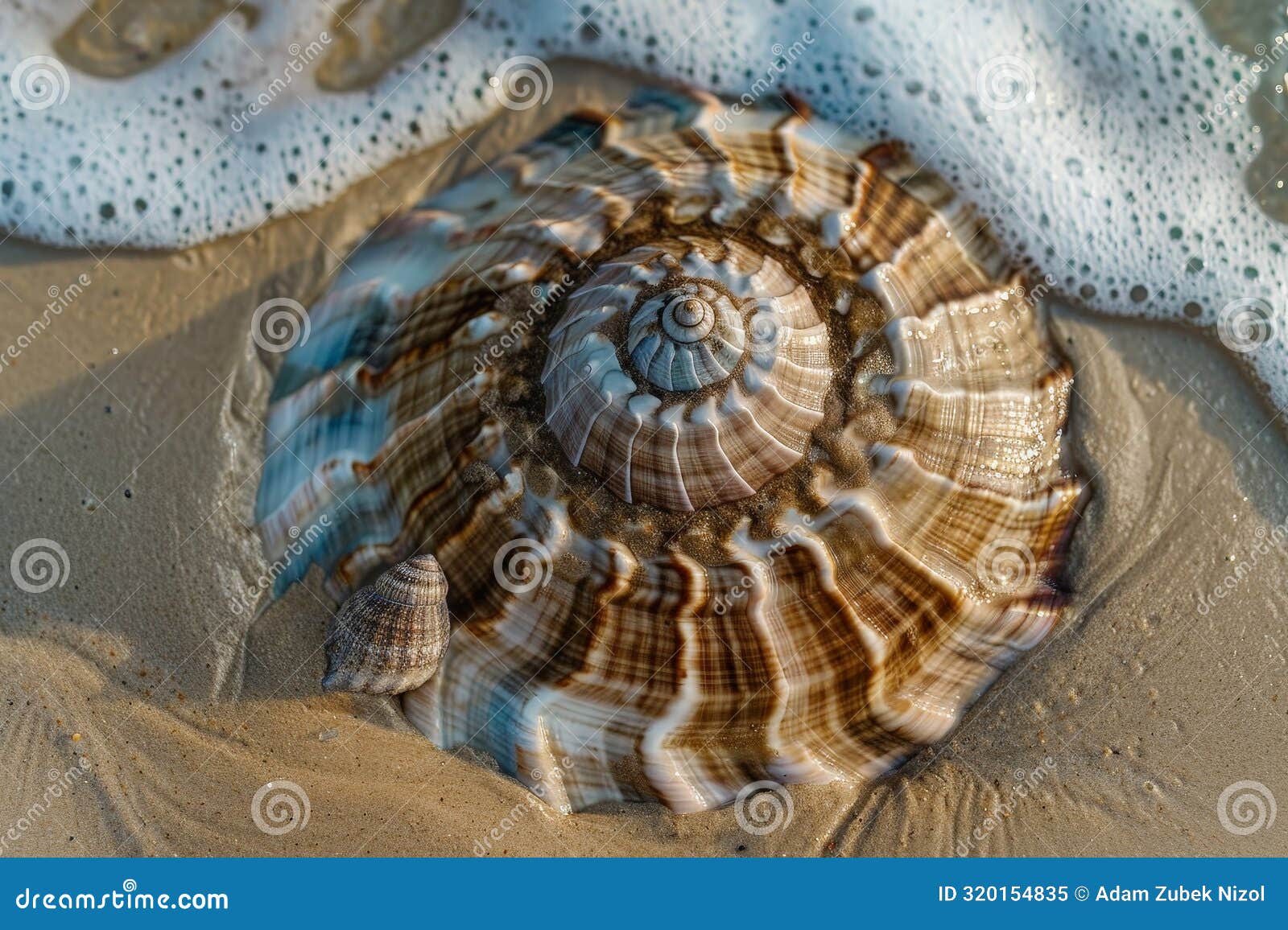 intricate seashell on sandy beach