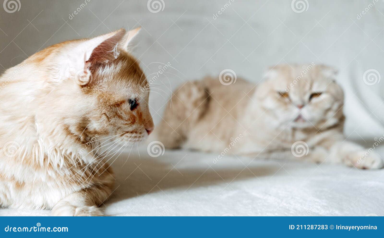 Introducing Two Cats. Adopt a Second Cat. Adding a Second Cat To Your ...