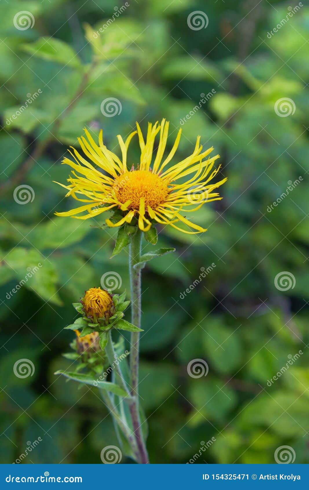 inula helenium or horse-heal or elfdock. blossoming inula high inula helenium, elecampane.