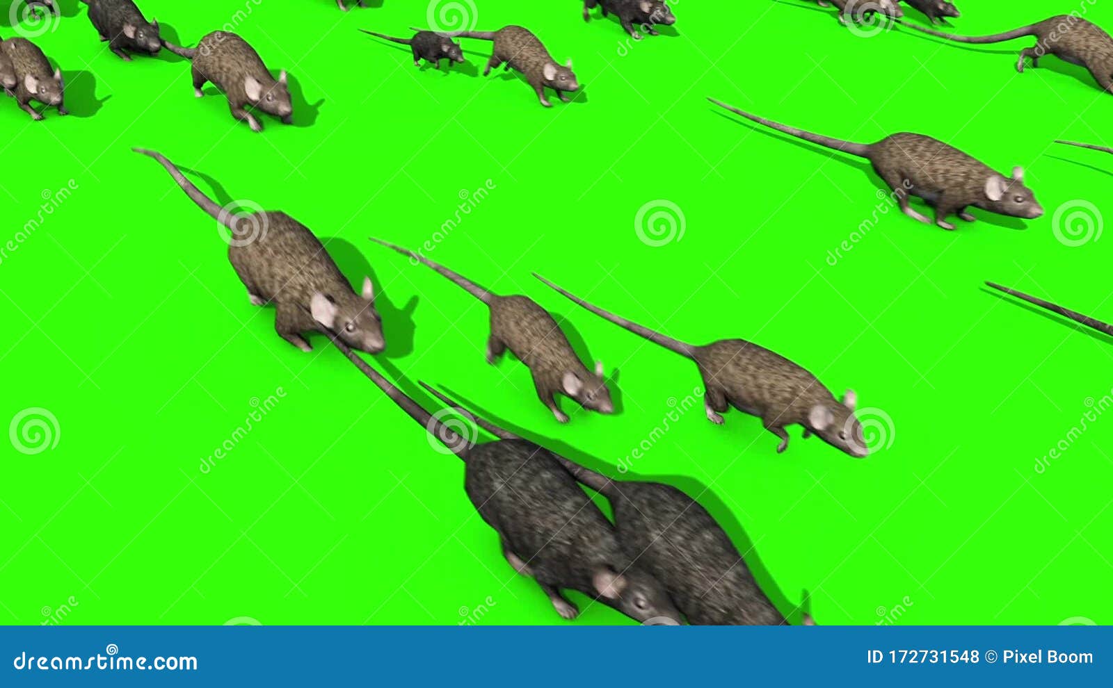 Мышки бегают видео для кошек и пищат. Иллюстрации Нашествие крыс. Игра про Нашествие крыс.