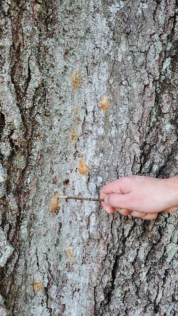 Kids Hand Scrapes Spongy Moth Egg Mass from Tree Bark with Stick Stock ...