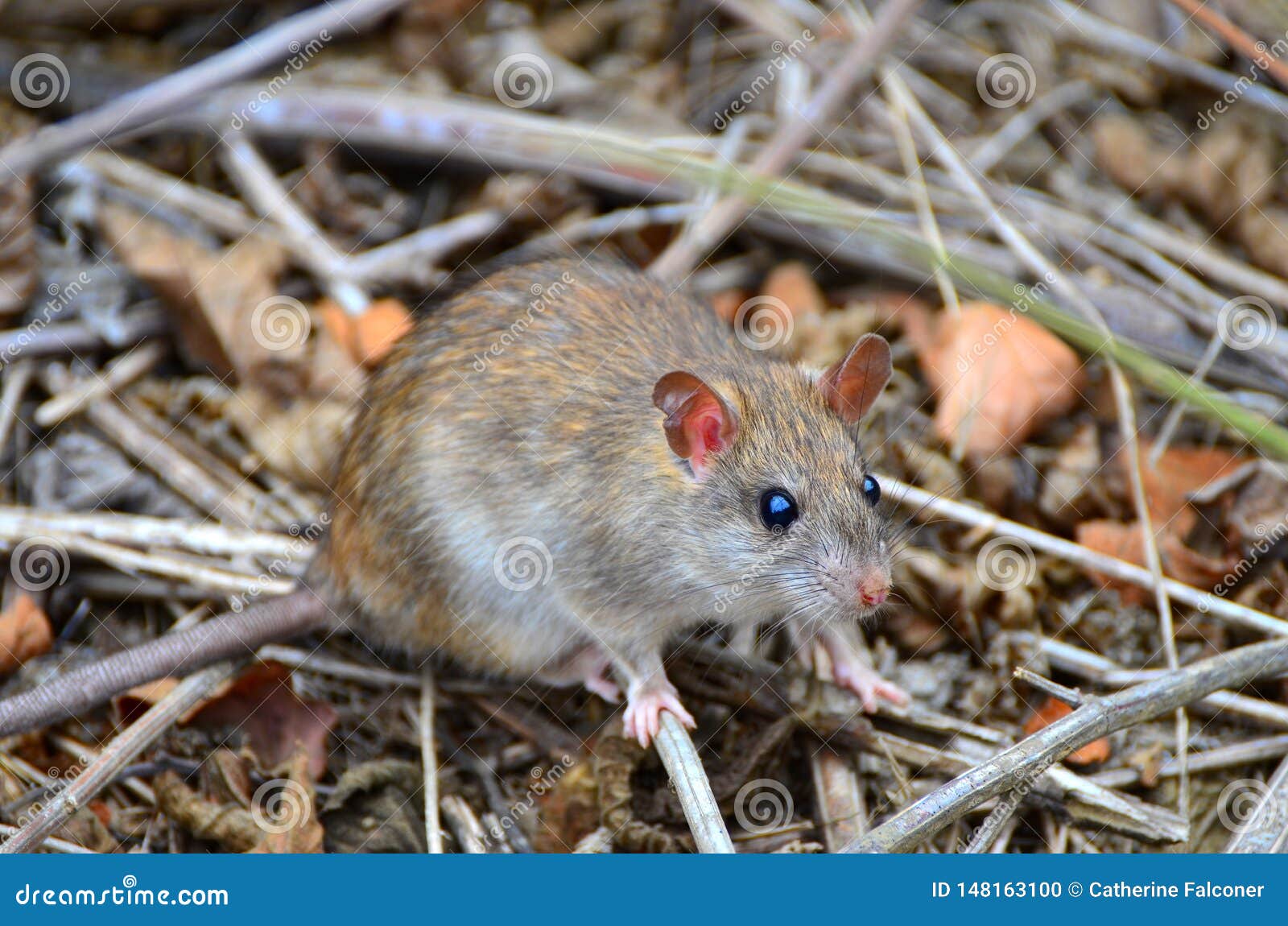 invasive rat on isla de la plata, ecuador