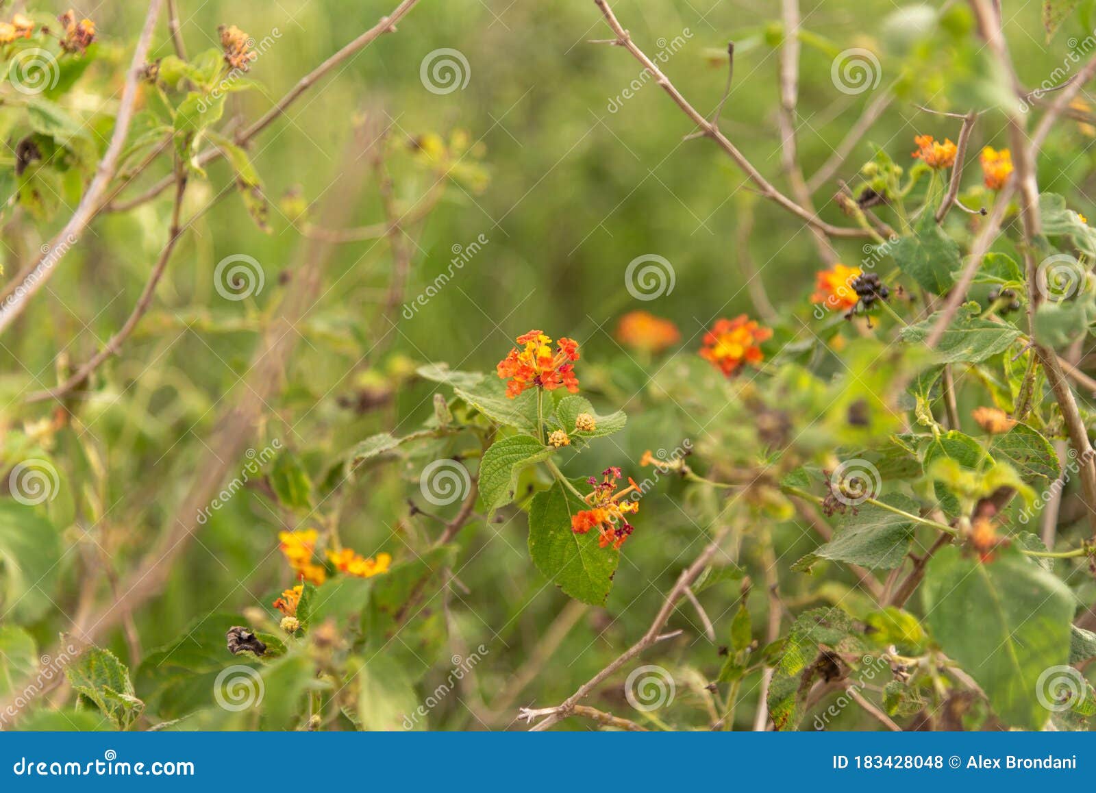 Invasive Soybean Plants In Brazil Stock Photo - Image of ...