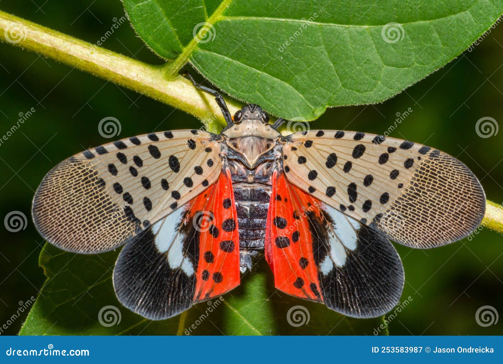 spotted lanternfly - lycorma delicatula