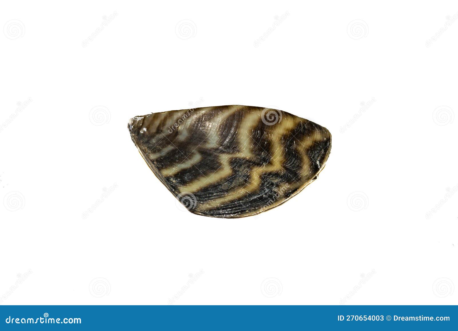 invasive zebra mussel - dreissena polymorpha